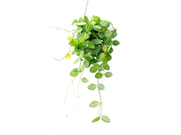 istock green plant hanging isolated collection on white background 827251218