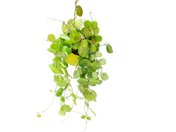 istock green plant hanging isolated collection on white background 827251304