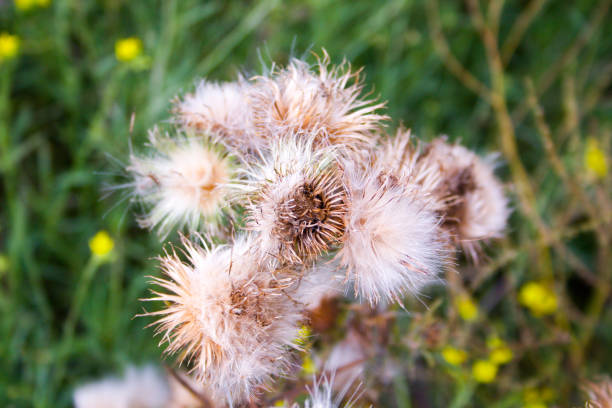 istock Hiking in Champagne 827251306