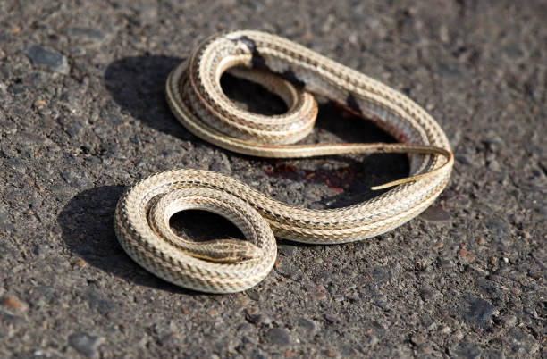 istock Auto crippled a snake on the road 827255736