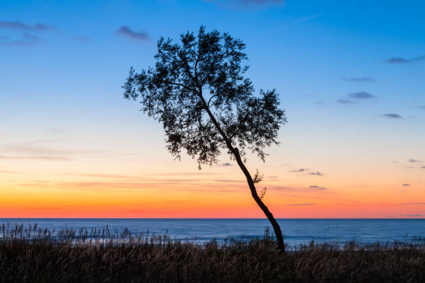 Inclined ree at sunset stock photo