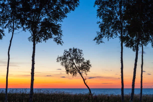 Inclined ree at sunset stock photo