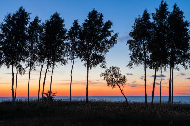 Trees at sunset stock photo