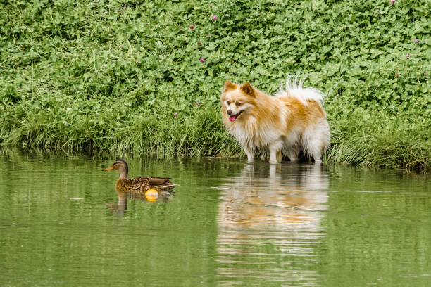 dog hunting ducks - late afternoon imagens e fotografias de stock