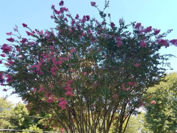 istock tree with pink flowers and the sky 827261764