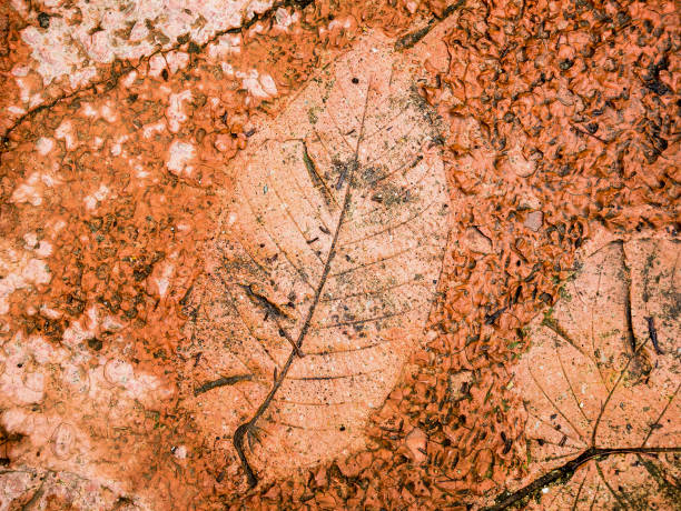 istock The Imprint of leaf texture on cement floor background 827261810