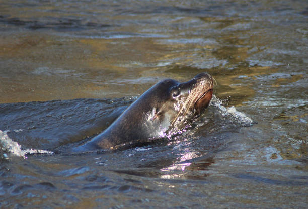istock The California sea lion (Zalophus californianus) 827261886