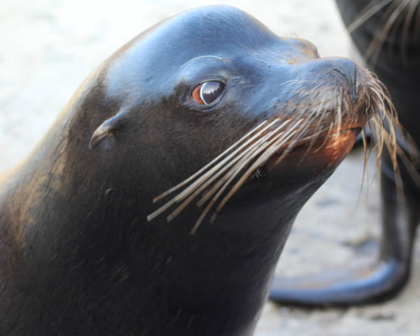 istock The California sea lion (Zalophus californianus) 827261976