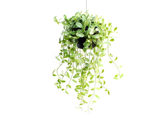 istock green plant hanging isolated collection on white background 827262322