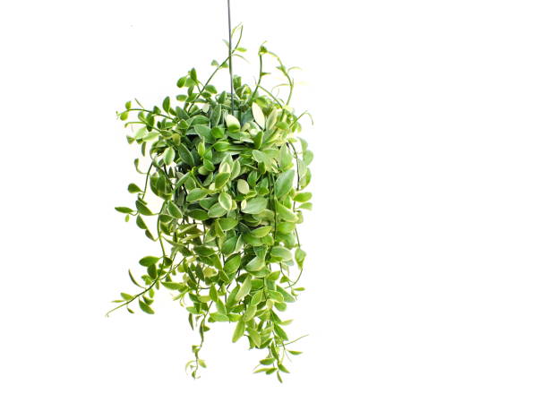 istock green plant hanging isolated collection on white background 827262378