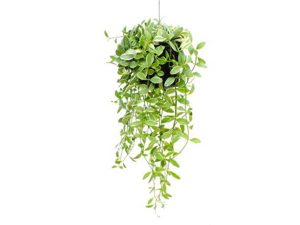 istock green plant hanging isolated collection on white background 827262448