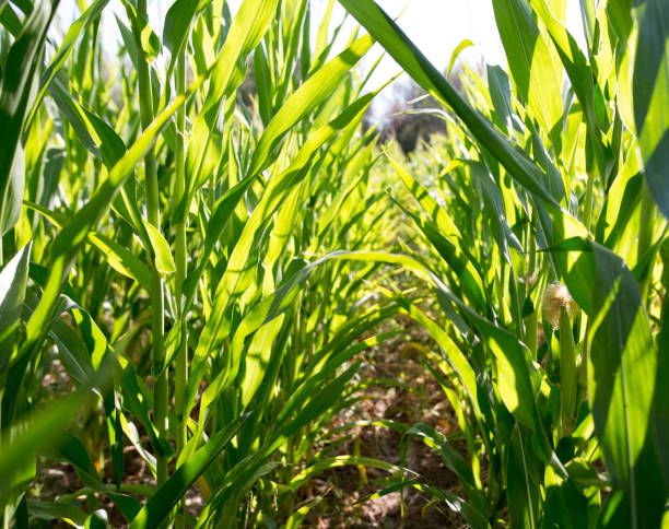 istock Young green corn leaves in the nature 827263116