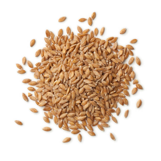 istock Heap of  Einkorn wheat seeds 827263670
