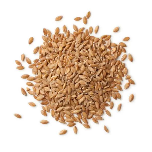 Heap of organic Einkorn wheat seeds on white background