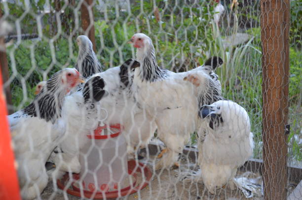 poules dans - bird netting cage birdcage photos et images de collection