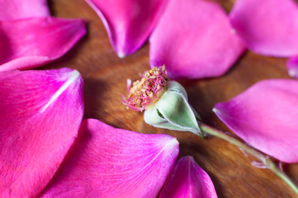 istock petals separated from the flower 827266312