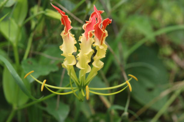 19 gloriosa (genre) - colchicaceae photos et images de collection