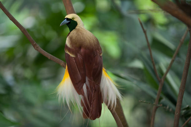 istock Lesser bird of paradise 827266970