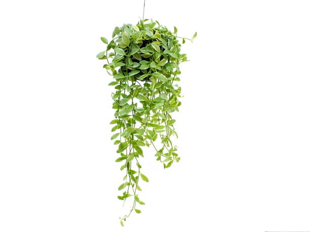 istock green plant hanging isolated collection on white background 827267366