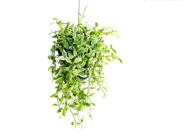 istock green plant hanging isolated collection on white background 827269284