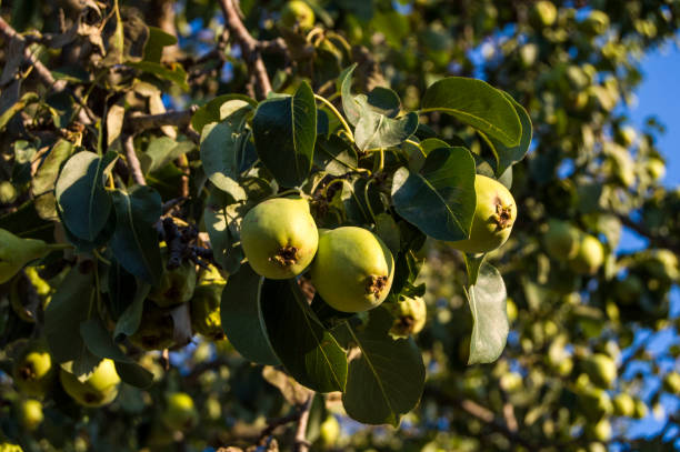 istock Pear tree, wonderful looking natural pears, pear fruit has begun to mature, 827269672