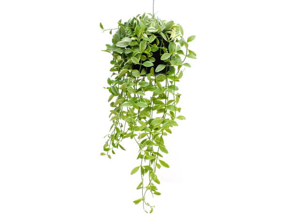 istock green plant hanging isolated collection on white background 827269760