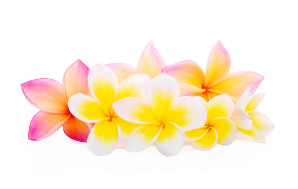 istock Tropical flowers frangipani (plumeria) on white background 827273142