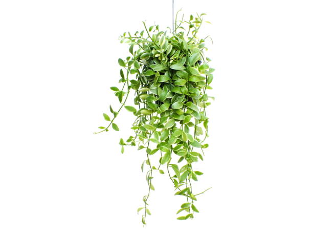 istock green plant hanging isolated collection on white background 827273206