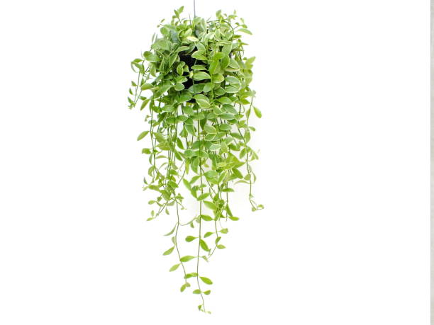 istock green plant hanging isolated collection on white background 827273420