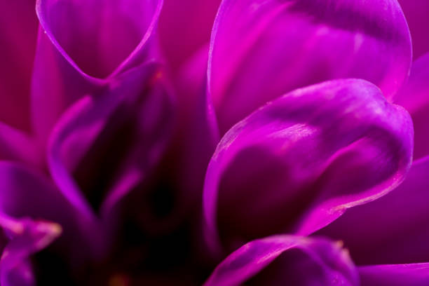 istock abstract macro closeup of flowers 827275836