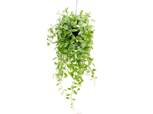 istock green plant hanging isolated collection on white background 827275892