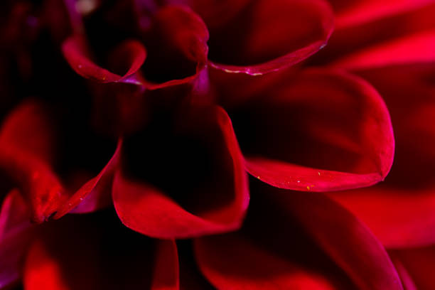 istock abstract macro closeup of flowers 827276550