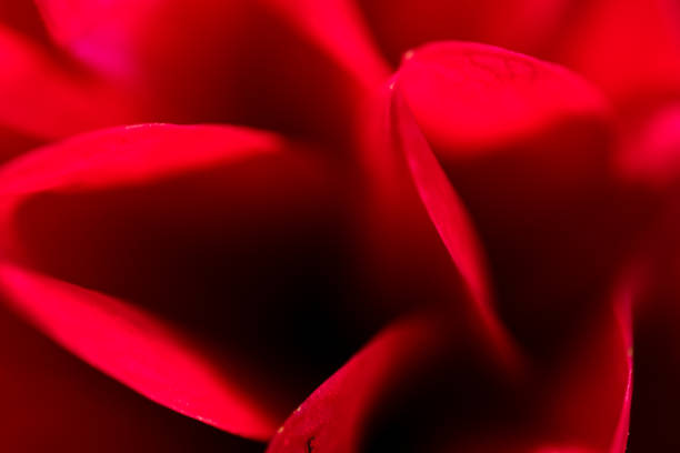 istock abstract macro closeup of flowers 827276950