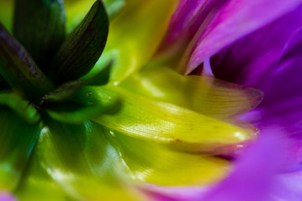 istock abstract macro closeup of flowers 827277154