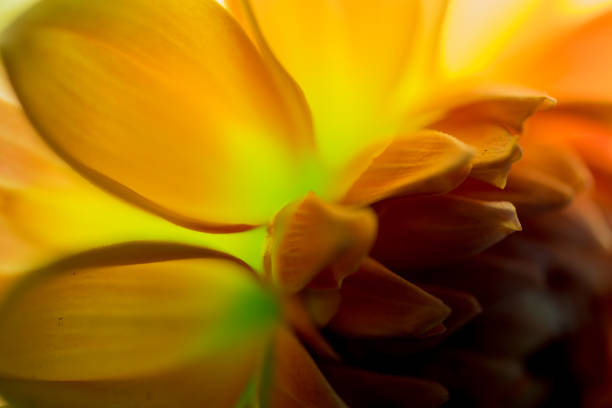 istock abstract macro closeup of flowers 827279610
