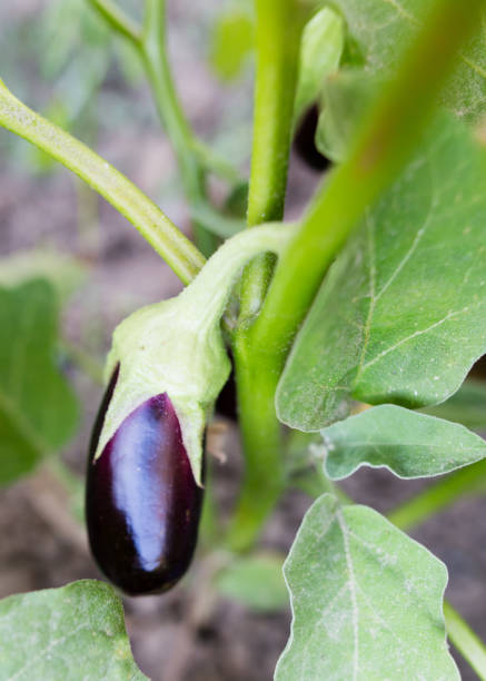 istock Eggplant on a bush in the garden 827284082