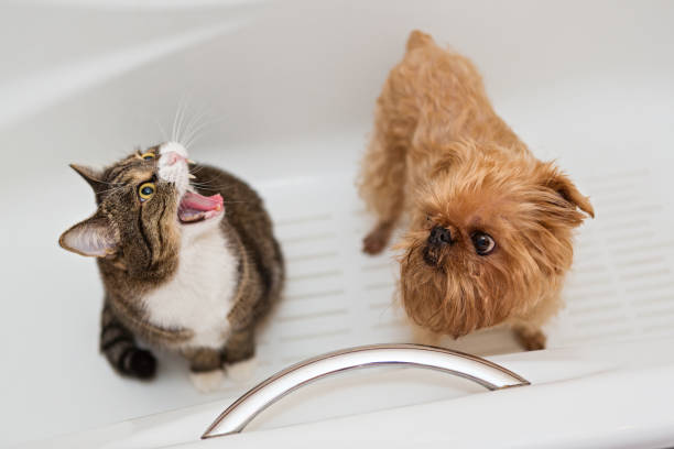 istock Cat and dog sitting in the bathroom 827284494