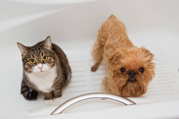 istock Cat and dog sitting in the bathroom 827284534