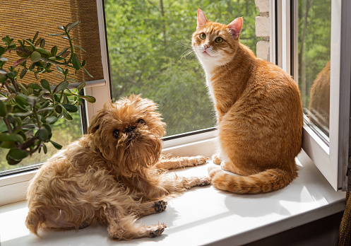 Dog and the cat on the window