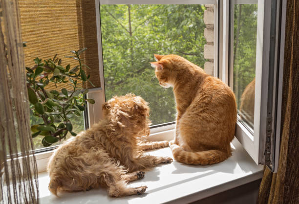 istock Dog and the cat on the window 827284850