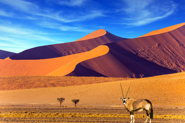 istock Oryx standing in Namib Desert 827288910