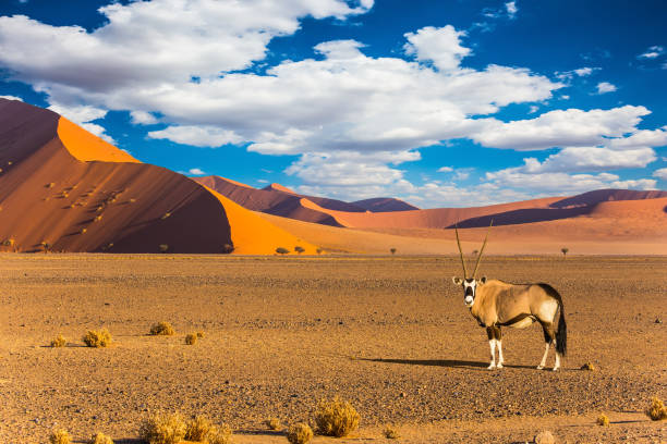istock Oryx standing at the road 827288996