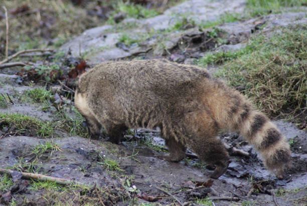 istock South American coati 827289106