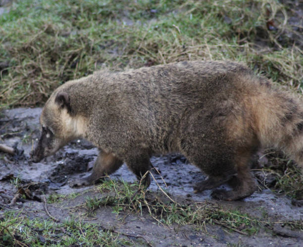 istock South American coati 827289112