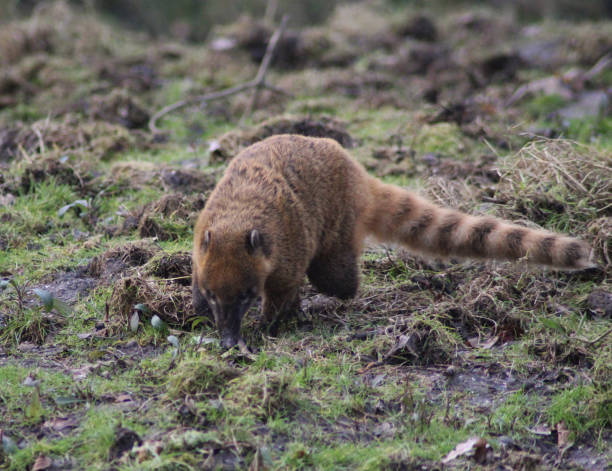 istock South American coati 827289170