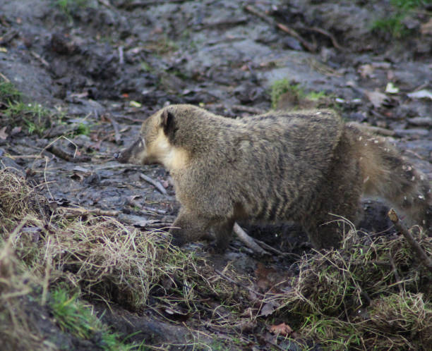istock South American coati 827289216
