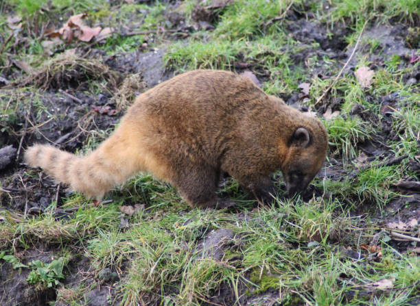 istock South American coati 827289232