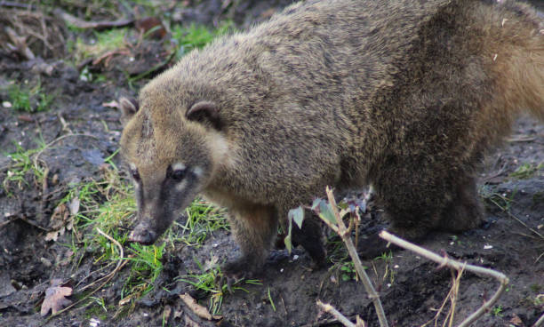 istock South American coati 827289266