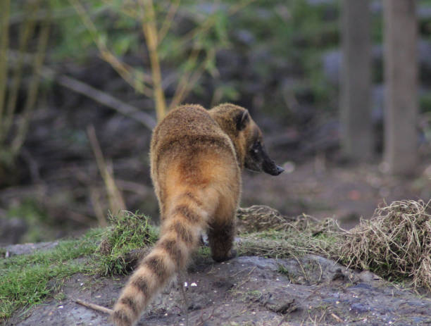 istock South American coati 827289276