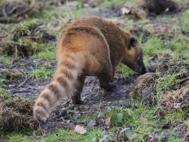 istock South American coati 827289278
